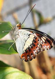 Attēlu rezultāti vaicājumam “Shargacucullia scrophulariae larva”