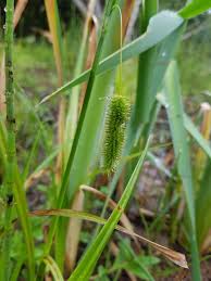Attēlu rezultāti vaicājumam “Carex pseudocyperus female flower”