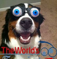 Image result for funniest picture ever