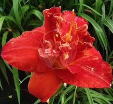 Image result for Hemerocallis `Moses Fire`