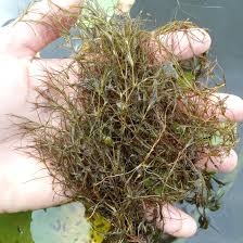 Attēlu rezultāti vaicājumam “Najas tenuissima leaf”