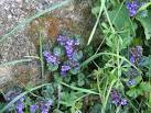 Ground ivy used to be one of the most popular remedies for coughs and - via Daymix