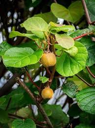 Attēlu rezultāti vaicājumam “Sinapis alba fruit”
