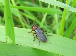 Attēlu rezultāti vaicājumam “Cantharis rustica”