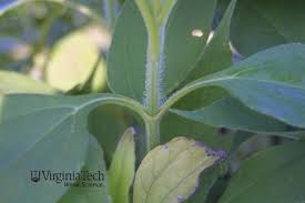 Attēlu rezultāti vaicājumam “Helianthus tuberosus leaf”