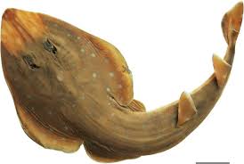 Image result for Acroteriobatus annulatus