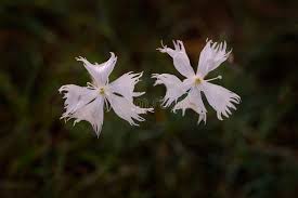 Attēlu rezultāti vaicājumam “Dianthus arenarius flower”
