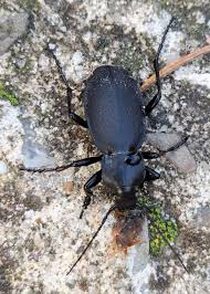 Attēlu rezultāti vaicājumam “Carabus nemoralis”