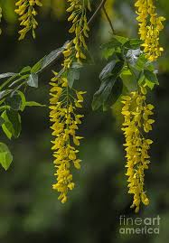 Attēlu rezultāti vaicājumam “Laburnum alpinum”