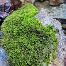 Attēlu rezultāti vaicājumam “Hygrohypnum luridum sporophyte”