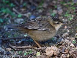 Image result for Locustella certhiola