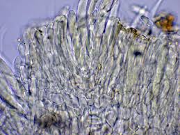 Attēlu rezultāti vaicājumam “Hymenoscyphus imberbis”