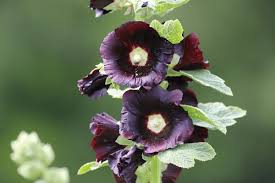 Attēlu rezultāti vaicājumam “Alcea rosea bud”