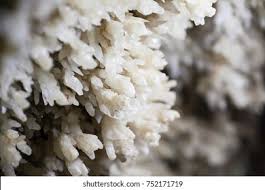 Attēlu rezultāti vaicājumam “Brefeldia maxima macro”