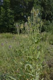 Attēlu rezultāti vaicājumam “Dipsacus fullonum fruit”