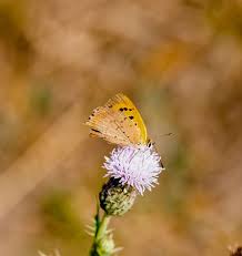 Attēlu rezultāti vaicājumam “Lycaena phlaeas female”