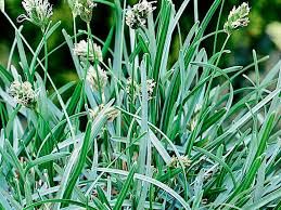 Attēlu rezultāti vaicājumam “Sesleria caerulea leaf”