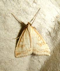 Attēlu rezultāti vaicājumam “Udea lutealis”