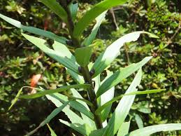 Attēlu rezultāti vaicājumam “Lilium lancifolium bud”