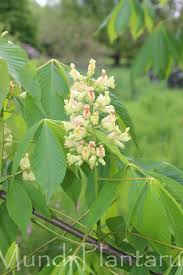 Attēlu rezultāti vaicājumam “Aesculus x neglecta flower”