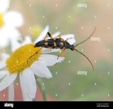 Attēlu rezultāti vaicājumam “Strangalia attenuata”