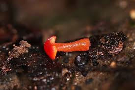 Attēlu rezultāti vaicājumam “Arcyria stipata macro”