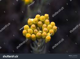 Attēlu rezultāti vaicājumam “Helichrysum arenarium bud”
