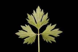 Attēlu rezultāti vaicājumam “Ranunculus repens leaf”