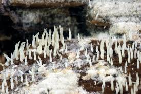 Attēlu rezultāti vaicājumam “Mucronella”