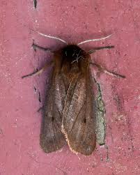 Attēlu rezultāti vaicājumam “Phragmatobia fuliginosa imago”