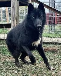 Image result for Warwick Wolves