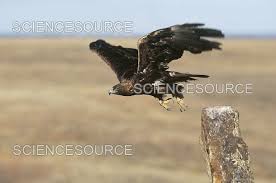 Attēlu rezultāti vaicājumam “Aquila chrysaetos”