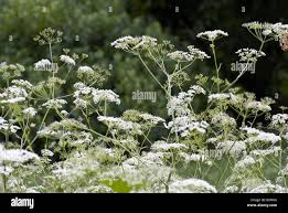 Image result for Pimpinella major