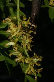 Attēlu rezultāti vaicājumam “Gleditsia triacanthos flower”