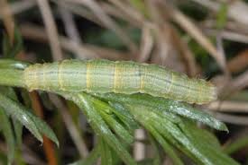 Attēlu rezultāti vaicājumam “Camptogramma bilineata”