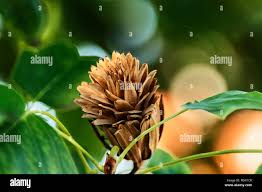 Attēlu rezultāti vaicājumam “Liriodendron tulipifera fruit”