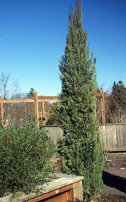 Attēlu rezultāti vaicājumam “Conardia compacta macro”