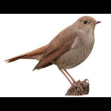 Image result for Luscinia luscinia