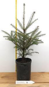 Attēlu rezultāti vaicājumam “Abies balsamea”