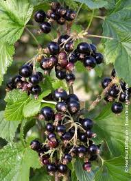 Attēlu rezultāti vaicājumam “Ribes nigrum”