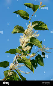 Attēlu rezultāti vaicājumam “Reynoutria japonica flower”