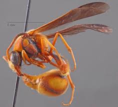 Attēlu rezultāti vaicājumam “Vespidae”