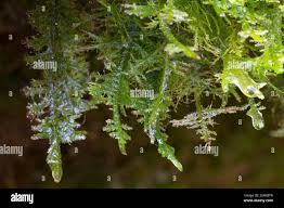 Attēlu rezultāti vaicājumam “Neckera complanata”