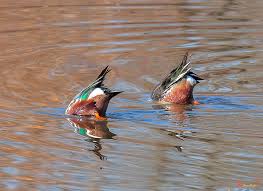 Attēlu rezultāti vaicājumam “Anas clypeata male”