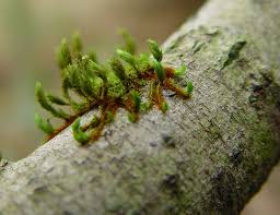 Attēlu rezultāti vaicājumam “Orthotrichum lyellii”