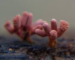 Attēlu rezultāti vaicājumam “Heterotrichia ferruginea (syn. Arcyria ferruginea) stalked”