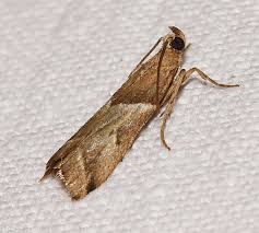 Attēlu rezultāti vaicājumam “Nyctegretis lineana”