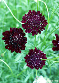 Image result for Scabiosa canescens