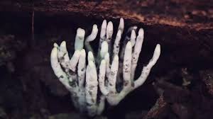 Attēlu rezultāti vaicājumam “Xylaria polymorpha”