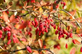 Attēlu rezultāti vaicājumam “Berberis thunbergii fruit”